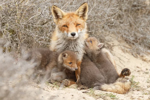 Red Fox Cubs Volwassen Vos Bij Ingang Van Den — Stockfoto