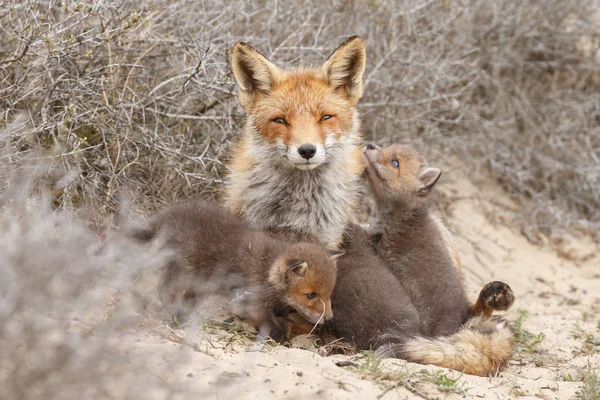 Red fox cubs and adult fox at the entrance of there den