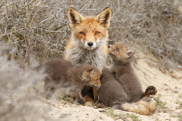 Red Fox Cubs Volwassen Vos Bij Ingang Van Den — Stockfoto