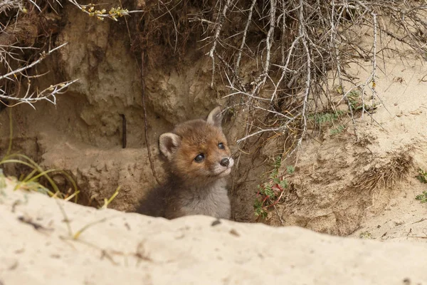 Red Fox Cub Pintu Masuk Sarang — Stok Foto