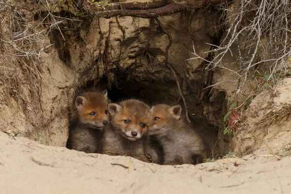 Orada den girişinde kızıl tilki yavruları