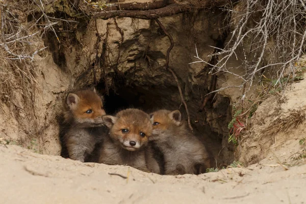 Orada den girişinde kızıl tilki yavruları