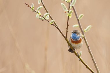 küçük bluethroat kuş oturma ve şube üzerinde şarkı