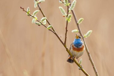 küçük bluethroat kuş oturma ve şube üzerinde şarkı