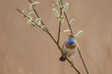 küçük bluethroat kuş oturma ve şube üzerinde şarkı