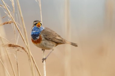 küçük bluethroat kuş oturma ve şube üzerinde şarkı