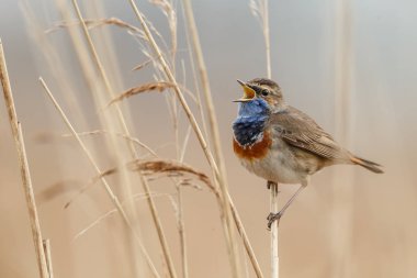 küçük bluethroat kuş oturma ve şube üzerinde şarkı