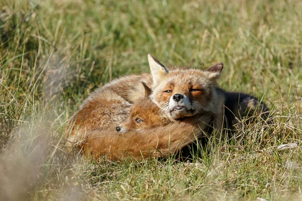 Red fox cub and adult fox resting on green grass