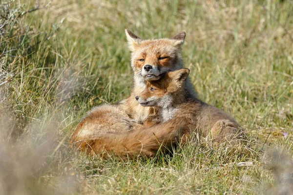 Red fox cub and adult fox resting on green grass