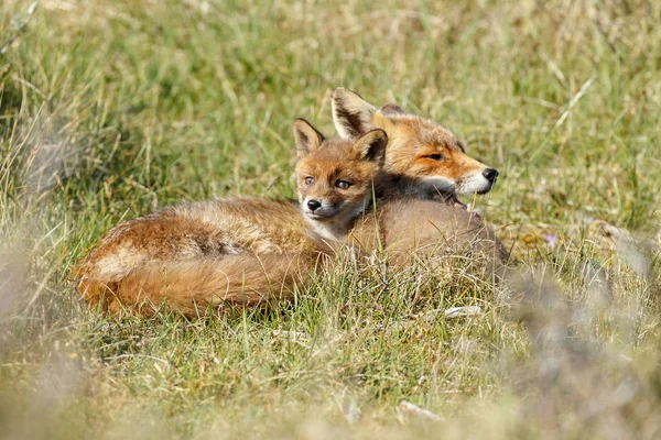 Red Fox Cub Och Adult Fox Vilar Grönt Gräs — Stockfoto