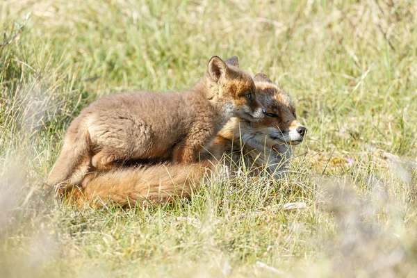 Red Fox Cub Volwassen Vos Rusten Groen Gras — Stockfoto