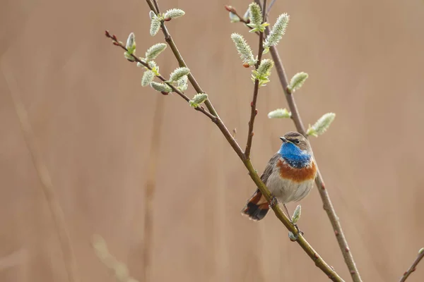 Pequeño Pájaro Garganta Azul Sentado Cantando Rama —  Fotos de Stock