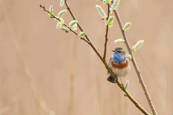 Weinig Blauwborst Bird Zittend Zingen Tak — Stockfoto