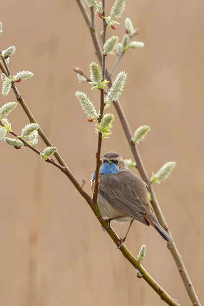 Weinig Blauwborst Bird Zittend Zingen Tak — Stockfoto