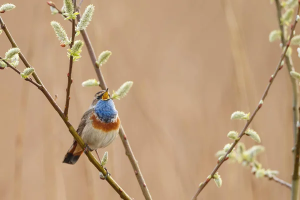 Pequeño Pájaro Garganta Azul Sentado Cantando Rama — Foto de Stock