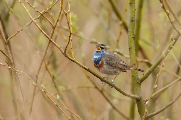 little bluethroat bird sitting and singing on branch