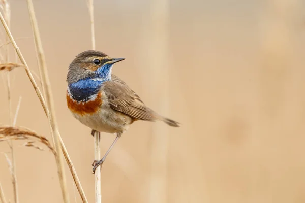 Pequeño Pájaro Garganta Azul Sentado Cantando Rama — Foto de Stock