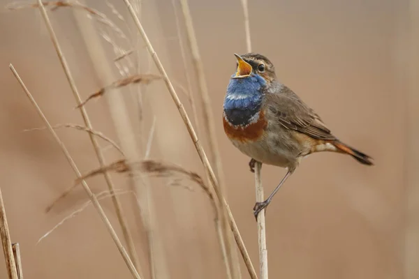 Little Blåhake Bird Sittande Och Sjunger Filial — Stockfoto