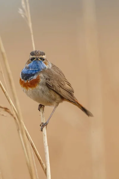 Little Bluethroat Bird Sitting Singing Branch — Stock Photo, Image