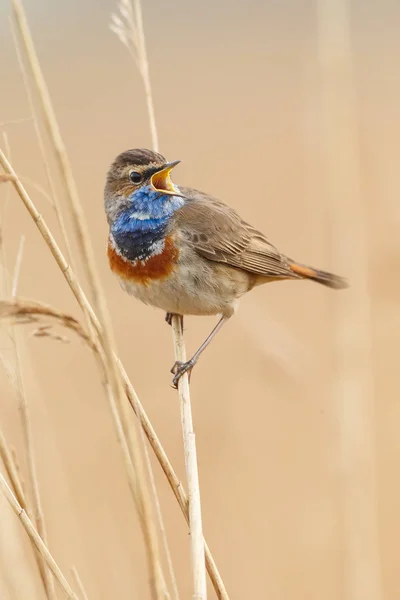 Pequeño Pájaro Garganta Azul Sentado Cantando Rama —  Fotos de Stock