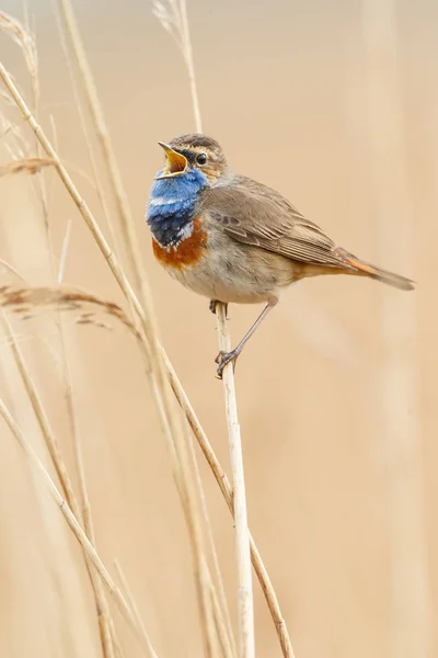 Pequeño Pájaro Garganta Azul Sentado Cantando Rama —  Fotos de Stock