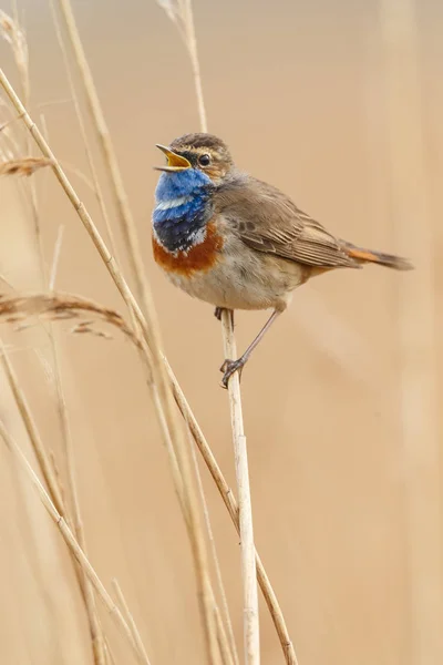 Weinig Blauwborst Bird Zittend Zingen Tak — Stockfoto