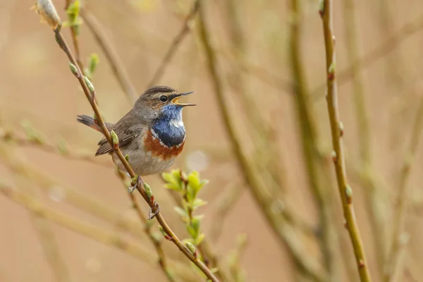 Pequeño Pájaro Garganta Azul Sentado Cantando Rama — Foto de Stock