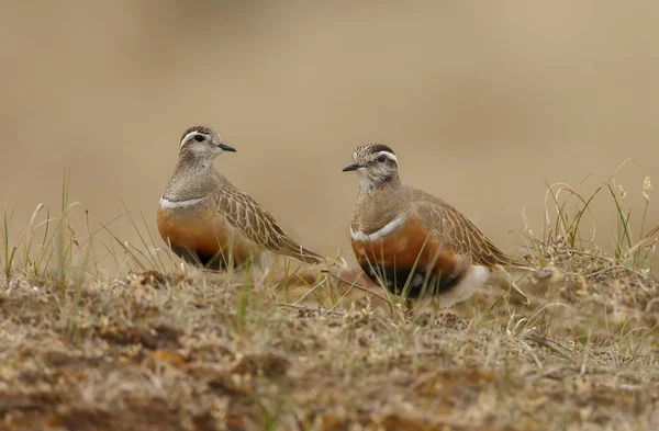 Маленькі Євразійські Птахи Природному Середовищі — стокове фото