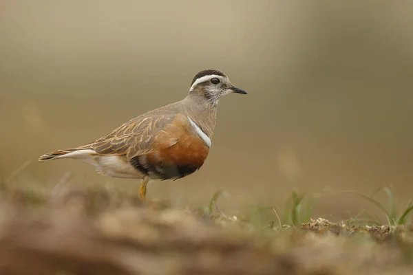 Weinig Euraziatische Dotterel Vogel Natuurlijke Habitat — Stockfoto