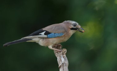 küçük avrasya jay kuş oturma ve şube üzerinde şarkı
