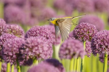 doğal habitatta küçük sarı kuyruklu kuş