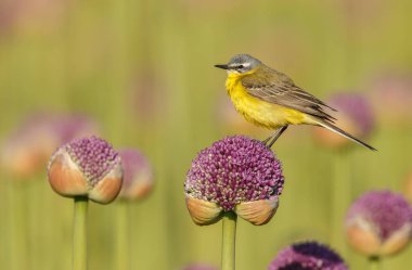 doğal habitatta küçük sarı kuyruklu kuş