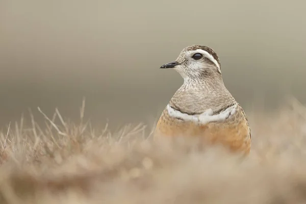 自然栖息地中的欧亚小鸟 — 图库照片