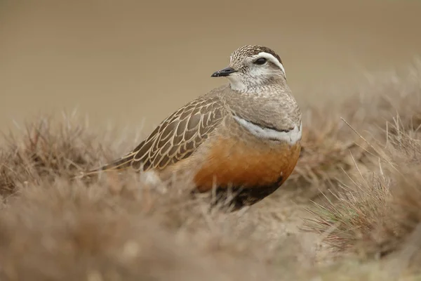 Weinig Euraziatische Dotterel Vogel Natuurlijke Habitat — Stockfoto