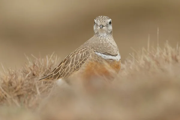 Pequeño Pájaro Dotterel Eurasiático Hábitat Natural — Foto de Stock