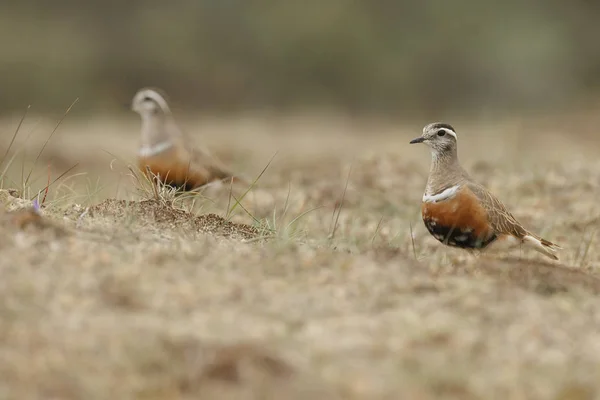 Pequeno Eurasian Dotterel Aves Habitat Natural — Fotografia de Stock