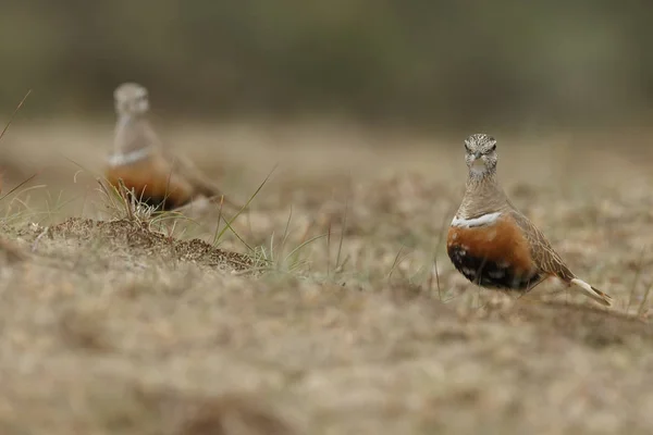 Burung Kecil Dotterel Eurasia Habitat Alami — Stok Foto
