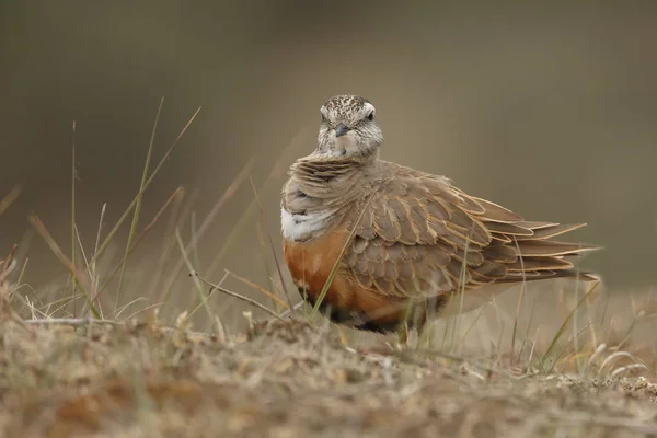 Pequeño Pájaro Dotterel Eurasiático Hábitat Natural — Foto de Stock