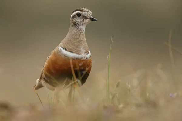 Pequeño Pájaro Dotterel Eurasiático Hábitat Natural —  Fotos de Stock