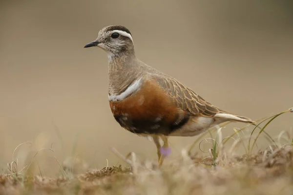 Pequeño Pájaro Dotterel Eurasiático Hábitat Natural —  Fotos de Stock