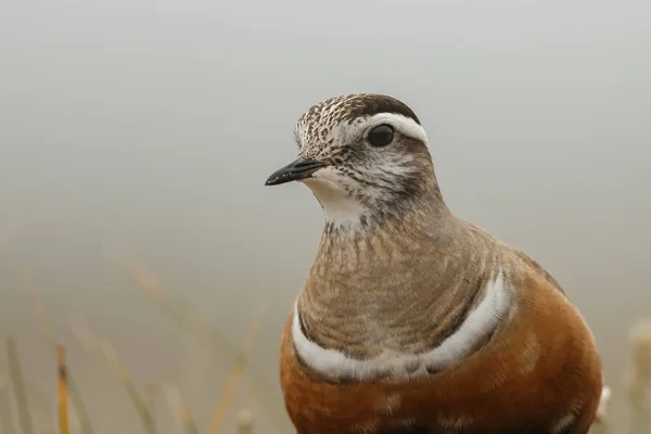 Weinig Euraziatische Dotterel Vogel Natuurlijke Habitat — Stockfoto