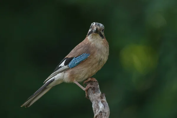 little eurasian jay bird sitting and singing on branch