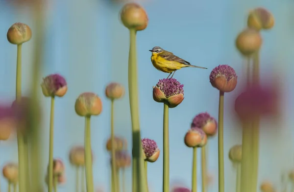 Little Yellow Wagtail Bird Natural Habitat — Stock Photo, Image