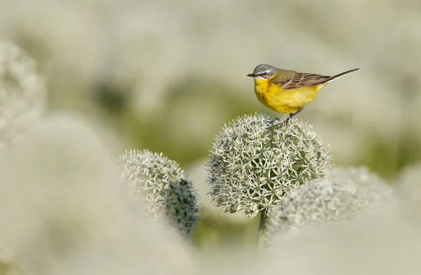 Μικρό Κίτρινο Πουλί Στην Ουρά Φυσικό Βιότοπο — Φωτογραφία Αρχείου