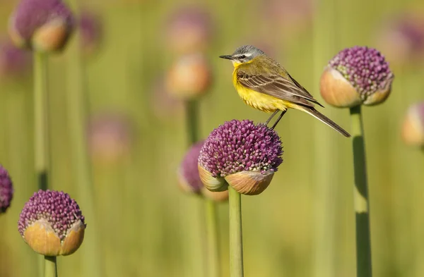 Little Yellow Wagtail Bird Natural Habitat — Stock Photo, Image