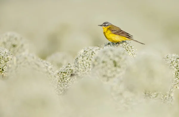 Kleine Gele Kwikstaart Vogel Natuurlijke Habitat — Stockfoto