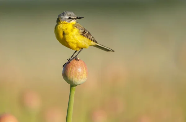 Pequeño Pájaro Cola Amarilla Hábitat Natural — Foto de Stock