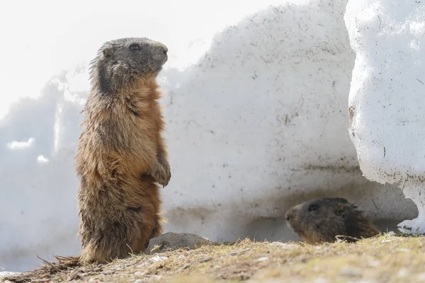 Marmot Alpine Dalam Lanskap Tertutup Salju — Stok Foto