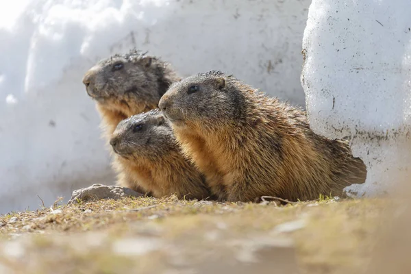 Marmot Alpine Dalam Lanskap Tertutup Salju — Stok Foto