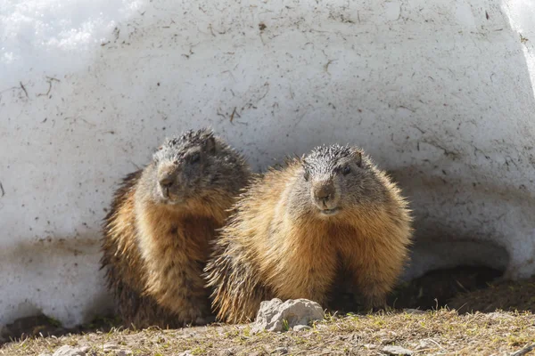 Marmot Alpine Dalam Lanskap Tertutup Salju — Stok Foto